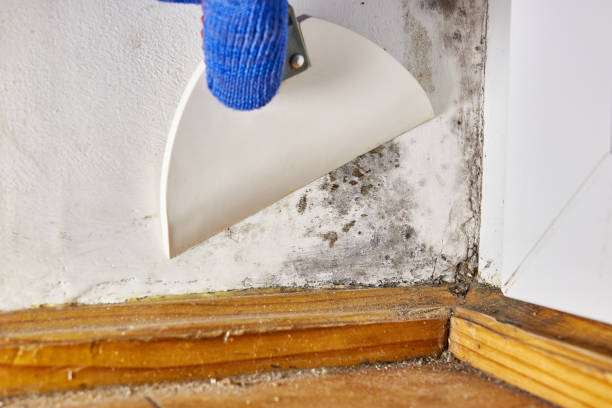 Best Mold Remediation for Healthcare Facilities  in Adrian, MO